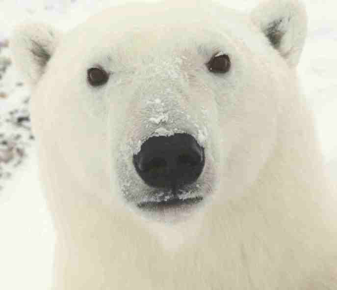 Polar_Bear_0319_-_23-11-06