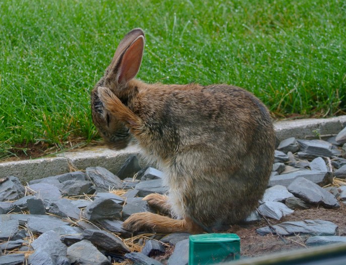 Probably overcome by guilt and shame for eating my petunias.