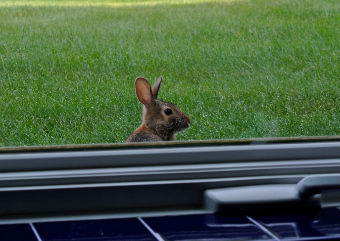 One of the bunnies checks to see if I am watching the petunias.