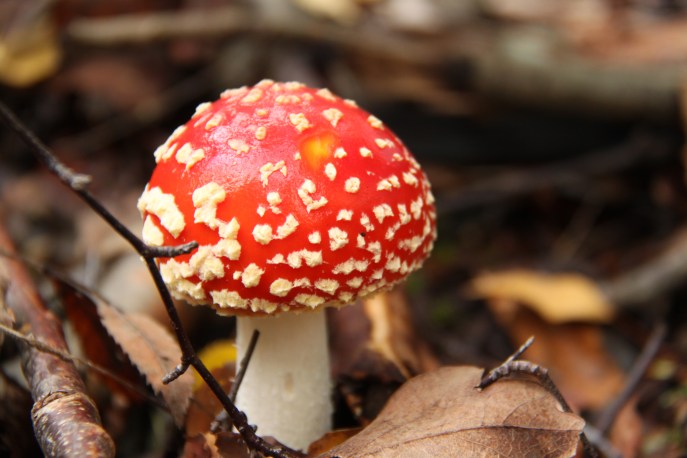 Pilze_2010-09-25-4343