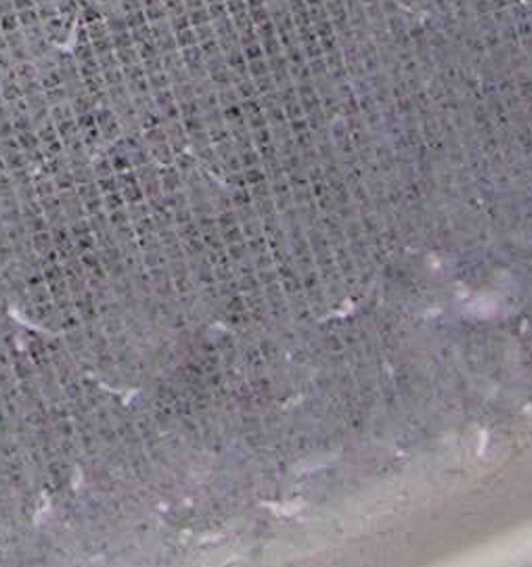 Dryer_lint_screen
